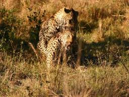 24. Мисливська Резервація Селус (Selous Game Reserve) в південній Танзанії. Його площа становить 54390 квадратних кілометрів, що робить його другим за розміром мисливським резерватом в Африці, майже в два рази перевершує Данію за розміром. Він також здебільшого є недослідженим, так як для туристів відкрито лише 20 відсотків парку.