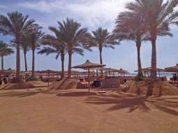 Пальми на пляжах Єгипту