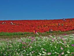 7. Прибережний парк Хітачі (Hitachi Seaside Park), розташований в префектурі Ібаракі (Ibaraki), Японія. Це природний заповідник площею в 190 гектарів, який заповнений прекрасними квітами, які цвітуть протягом всього року.