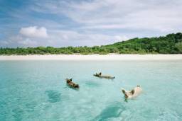 «Свинячий» пляж, Багамські острови.  Острів Біг Мейджор Кей на Багамах, населений близько двадцяти диких свиней, яких часто можна побачити розгулючими по берегу або плаваючими в прозорих водах навколо острова. Ніхто точно не знає, звідки вони тут взялися, проте кумедні тварини залучають на острів багато цікавих туристів.