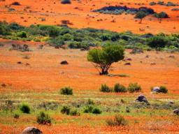 12. Намакуаланд (Namaqualand), посушливий регіон Намібії і Південної Африки, який простягнувся більш ніж на 965 кілометрів. Щовесни безплідна область раптом наповнюється помаранчевими і білими ромашками, створюючи один із найбільш сюрреалістичних пейзажів в світі.