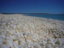 Пляж Шелл Біч, Акуляча бухта, Західна Австралія.  Вся берегова лінія дуже красивого пляжу Шелл Біч в західній Австралії покрита шаром раковин молюска сердцевидки товщиною від семи до десяти метрів. Завдяки високому рівню вмісту солей у воді, молюски рясно розмножуються тут у відсутність природних хижаків, які просто не в змозі вижити в цих умовах. Це один з двох пляжів на нашій планеті, що повністю складається з раковин.