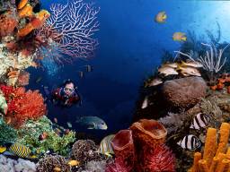 Підводна краса Червоного моря
