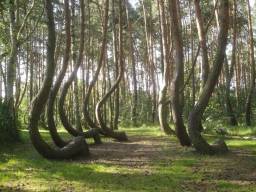 3. Таємничий «кривий ліс» у Західній Польщі, де 400 сосен ростуть під 90-градусним вигином біля основи. Причина зігнутості дерев залишається невідомою і донині.